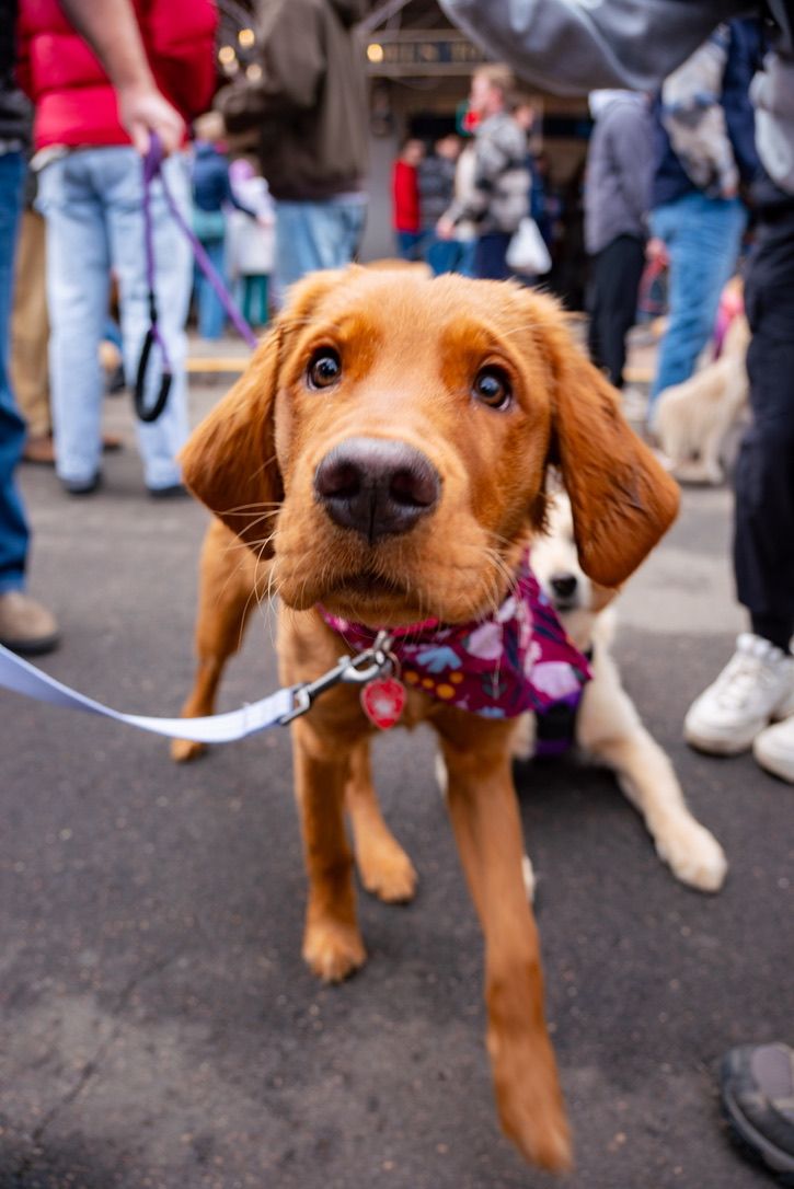 Bailey the golden retriever looking into the camera